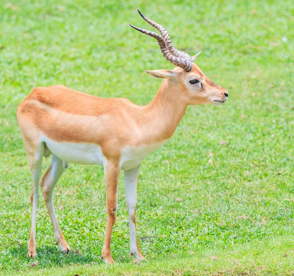 Thomson's gazelle dier — Stockfoto