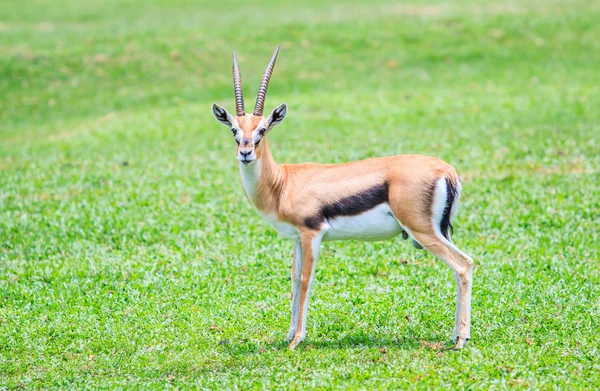 Gazella Thomsoni sull'erba — Foto Stock