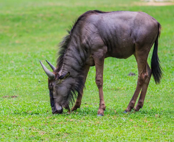 Bleus gnous mangeant de l'herbe — Photo