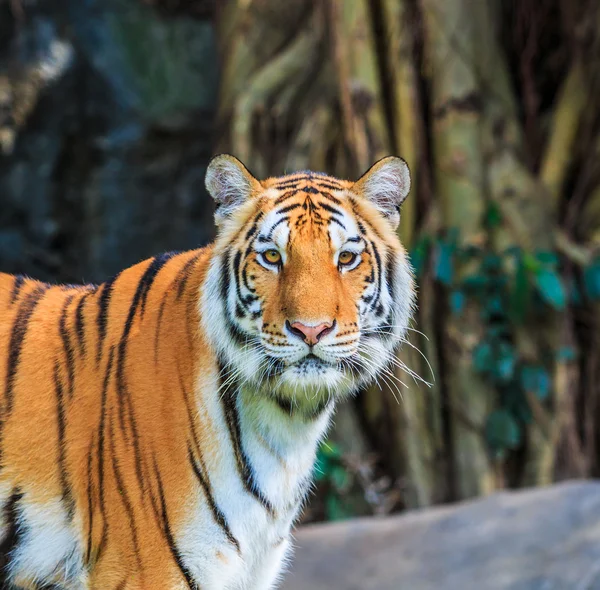 Wilde tijger dier — Stockfoto