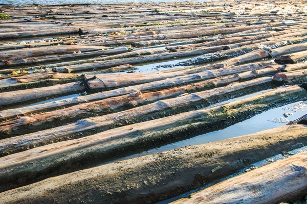 Troncos de madera en agua —  Fotos de Stock