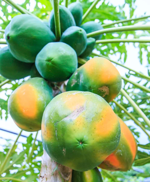 Papaya on tree in garden — Stock Photo, Image