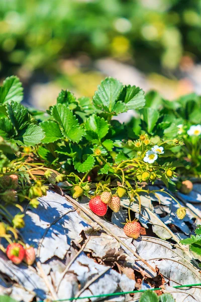 Jardín de fresas en Doi Ang Khang —  Fotos de Stock