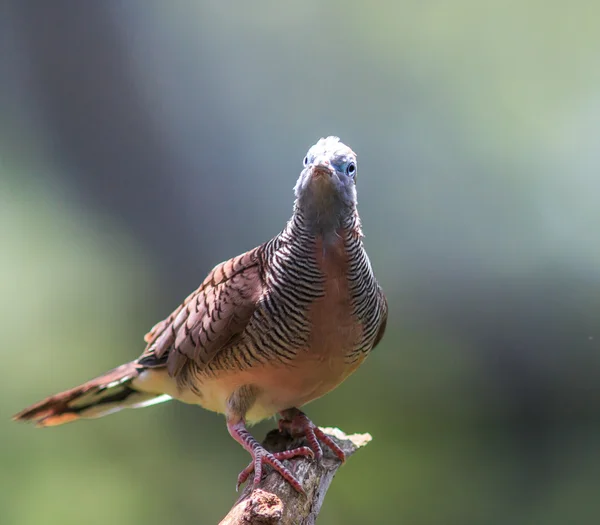 Dove zebry na drzewo — Zdjęcie stockowe