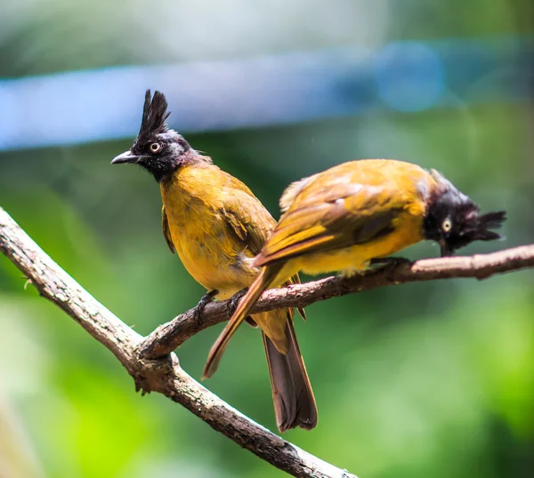黒紋付きヒヨドリの鳥 — ストック写真