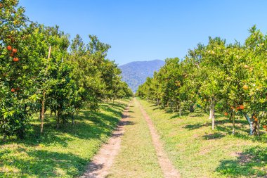 Portakal ağaçları ve yol