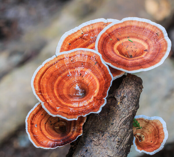 Brown mushrooms in the forest