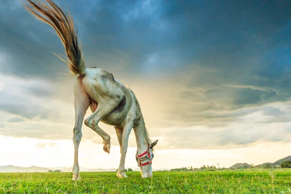 Pferd weidet auf Weide — Stockfoto