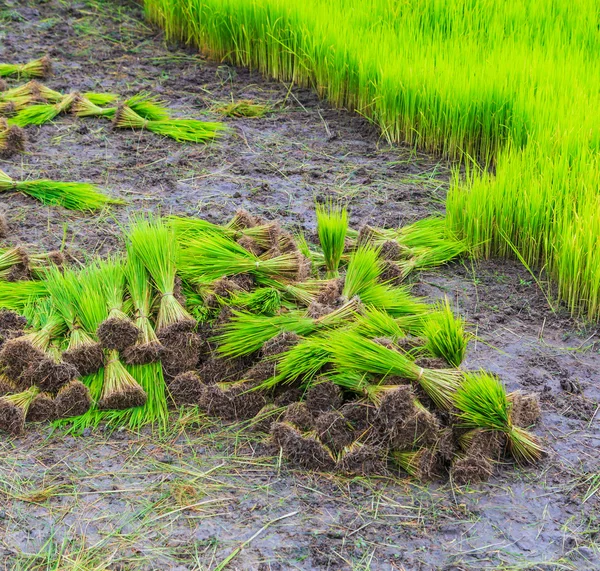 Rice on paddy farmland — Stock Photo, Image