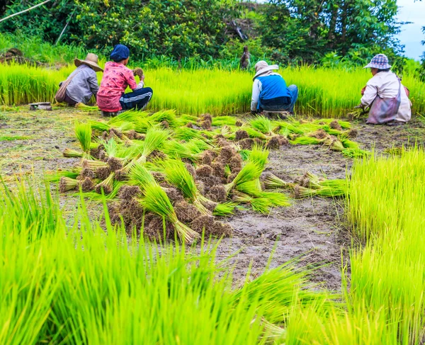 Paddy ris jordbruksmark i Thailand — Stockfoto