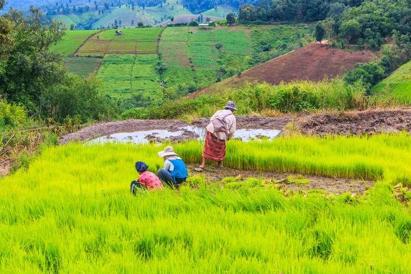 Risone terreni agricoli in Thailandia — Foto Stock