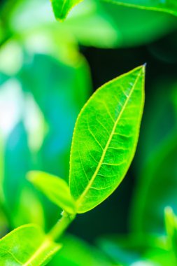 Çay plantasyonunda bırakır