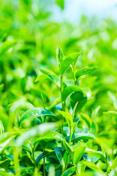 Blätter auf Teeplantage — Stockfoto