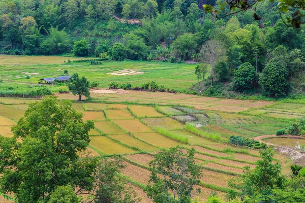 Paddy e aldeia na Tailândia — Fotografia de Stock