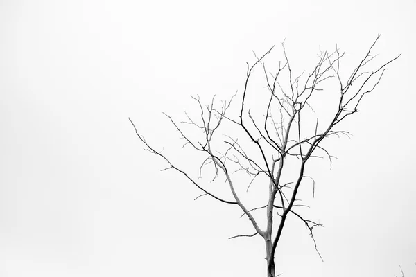 Suché mrtvý strom — Stock fotografie