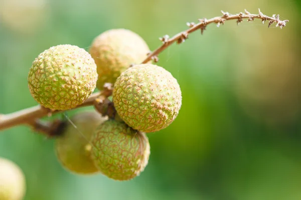 熱帯果実リュウガン — ストック写真