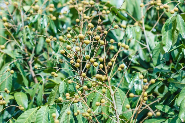 Longans de frutos tropicais — Fotografia de Stock