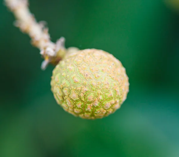 Tropische Frucht Longan — Stockfoto