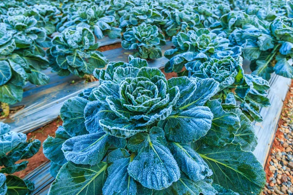 Frozen vegetables leaves — Stock Photo, Image