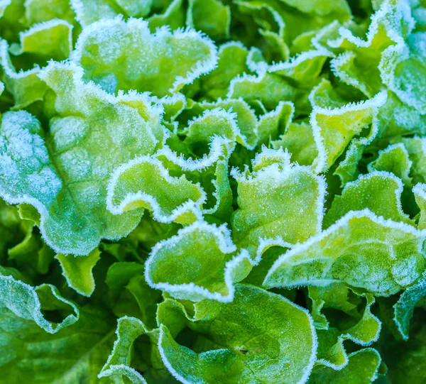 Frozen vegetables leaves — Stock Photo, Image