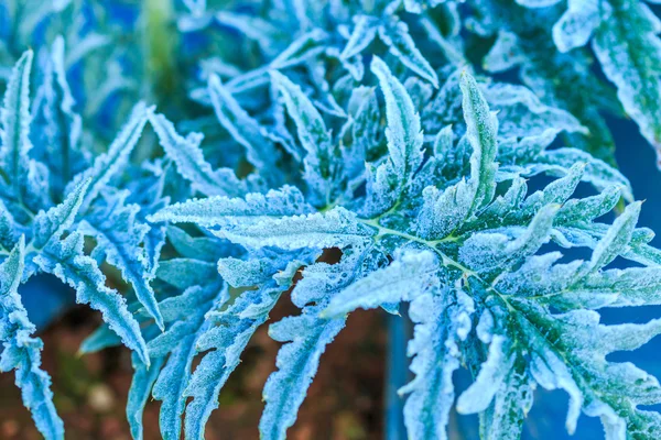 Folhas de legumes congelados — Fotografia de Stock