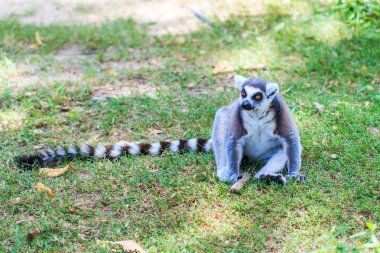Halka Kuyruklu Lemur