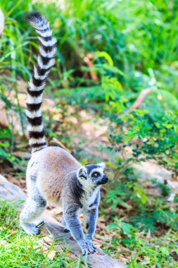 Halka Kuyruklu Lemur