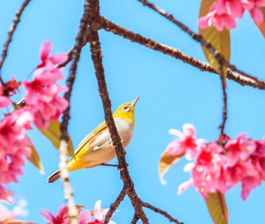 Sakura ağacı üzerinde kuş