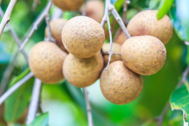 Tropikal meyve Longan