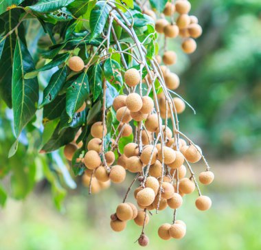 Tropikal meyve Longan