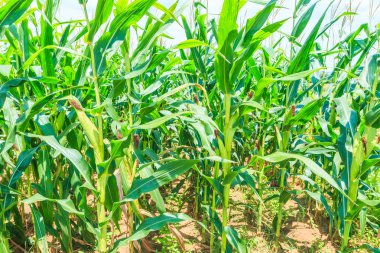 Yeşil Mısır çiftliğinde