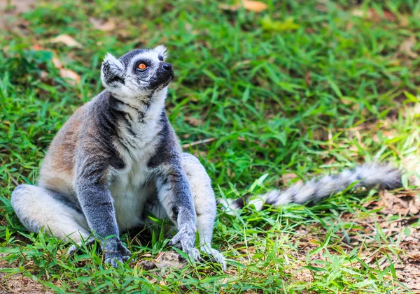 Lemur de cola de anillo —  Fotos de Stock