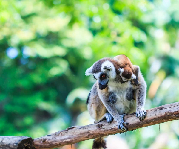 Ring tailed lemurs — Stock Photo, Image