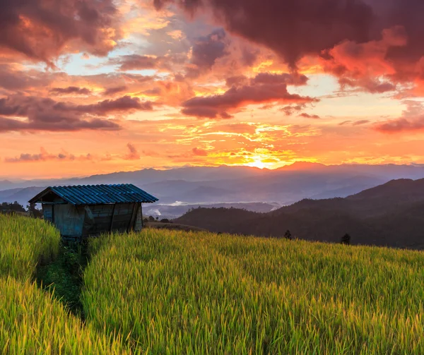 Campo de arrozal na Tailândia — Fotografia de Stock