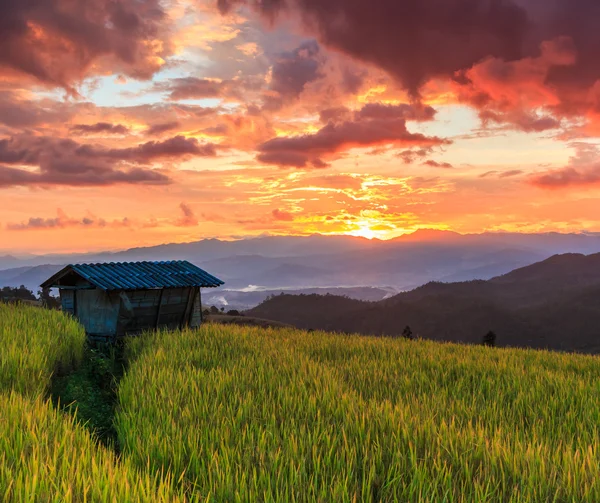 Paddy field in thThailand — стоковое фото