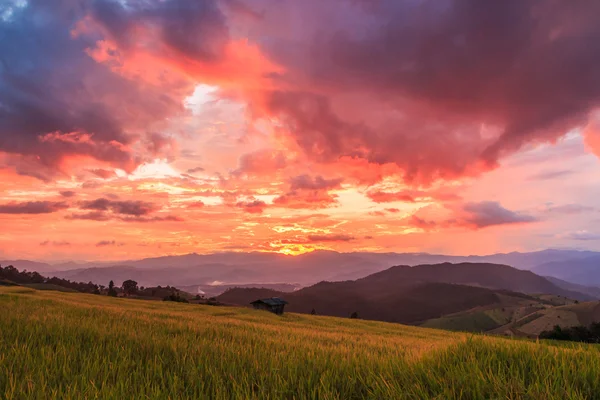 Campo de arrozal na Tailândia — Fotografia de Stock