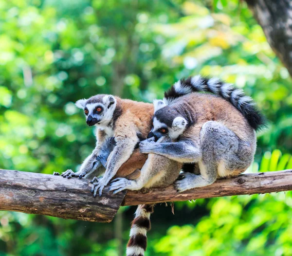 Lémures de cola anillada — Foto de Stock