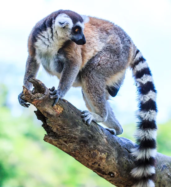 Ring tailed lemur — Stock Photo, Image