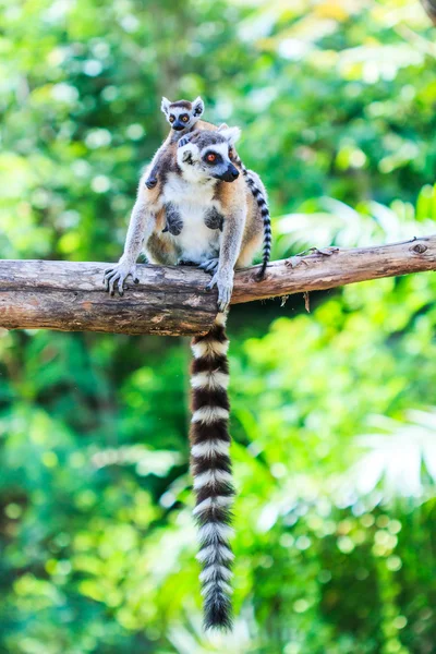 Ring tailed lemurs — Stock Photo, Image