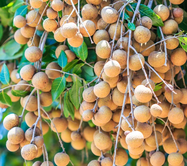 Tropiska frukter longans — Stockfoto