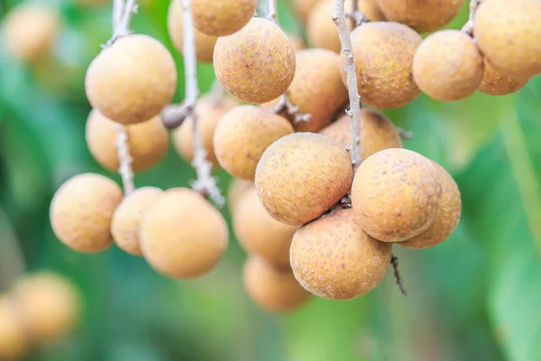 Tropical fruits longans — Stock Photo, Image