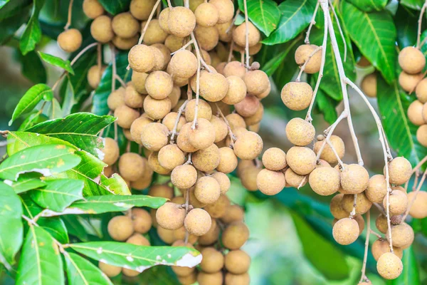 Tropische vruchten longans — Stockfoto