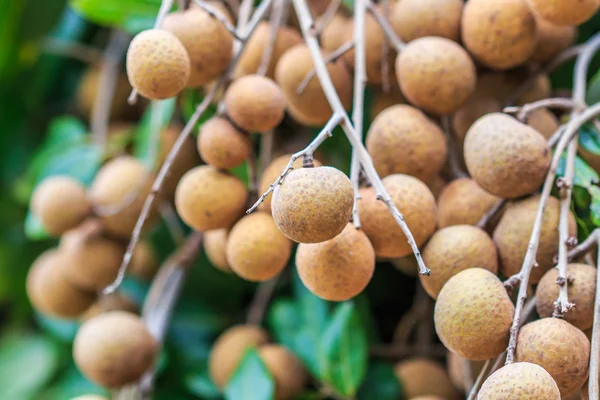 Tropical fruits longans — Stock Photo, Image