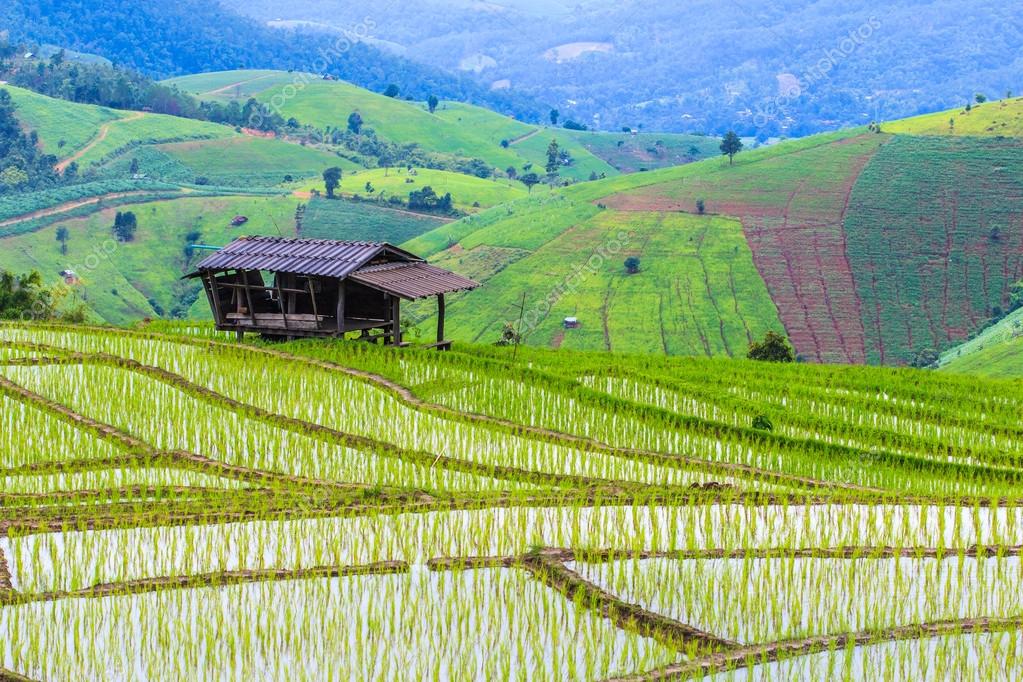 Campos de arroz en Tailandia: fotografía de stock © Deerphoto #84468788