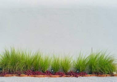 Çimen bıçakları ve beyaz duvarlar