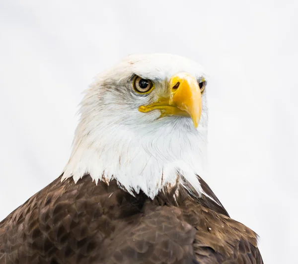 Amerikan kel kartal — Stok fotoğraf