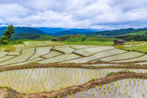 Hut і рисові поля — стокове фото