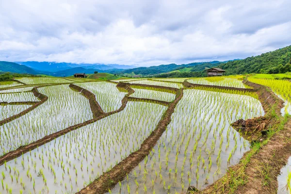 Campos de arroz na Tailândia — Fotografia de Stock