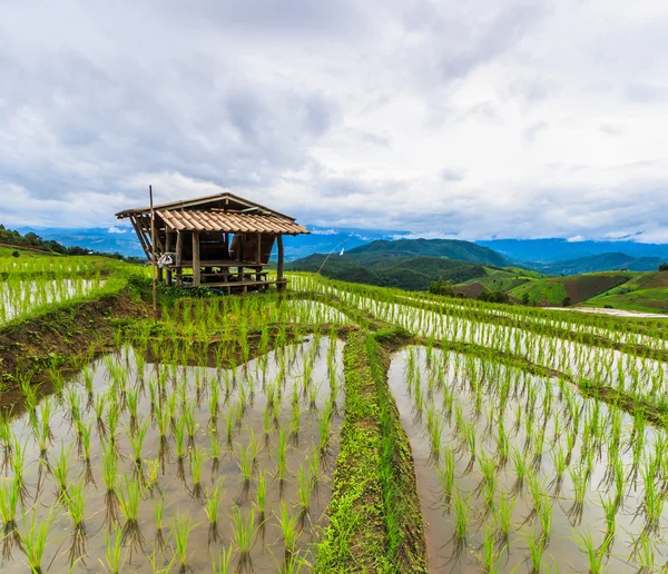 Chata a rýže pole — Stock fotografie