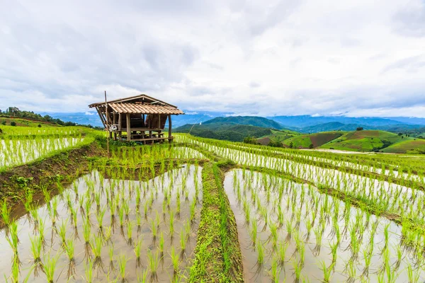 Campo de cabana e arroz — Fotografia de Stock